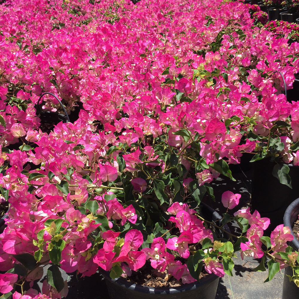 Red Bush Bougainvillea (Bougainvillea ‘La Jolla’)