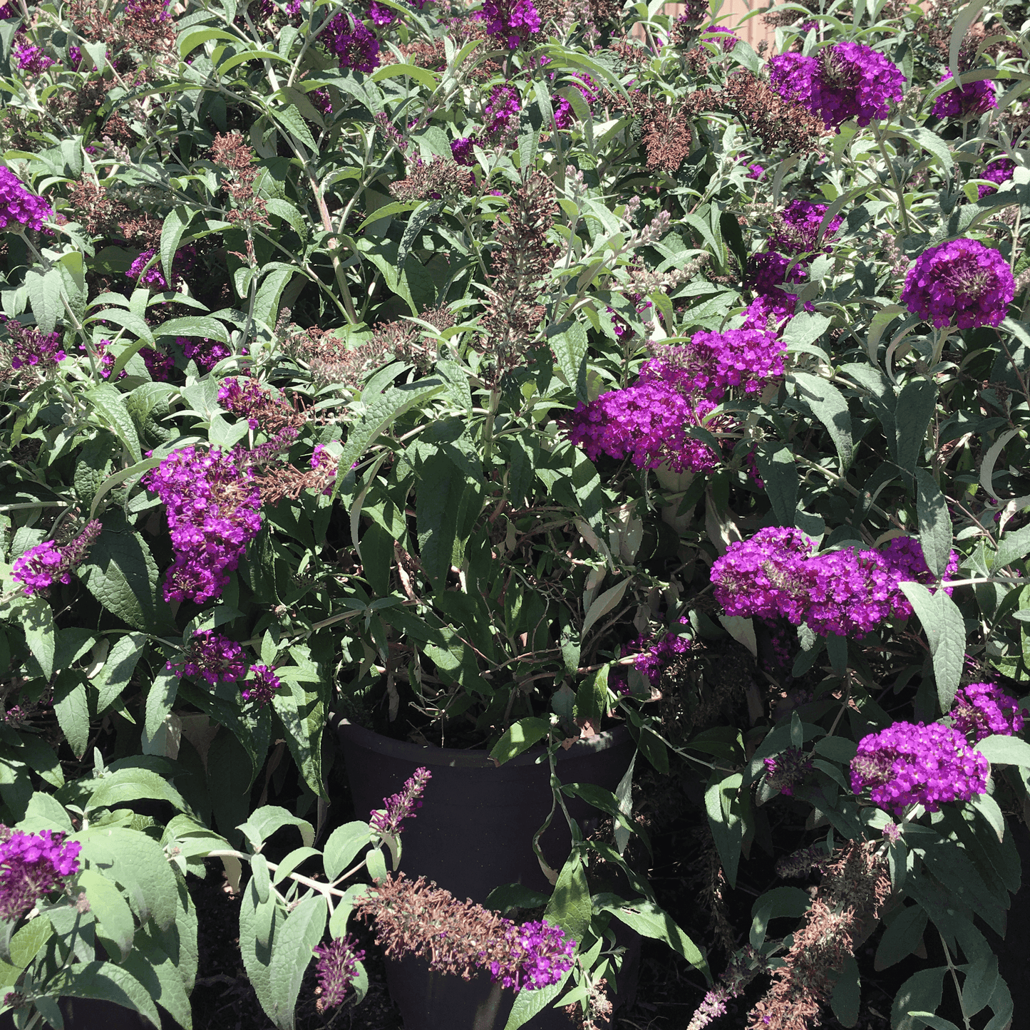 Red Butterfly Bush (Buddleia Davidii ‘Royal Red’) - Pulled Nursery