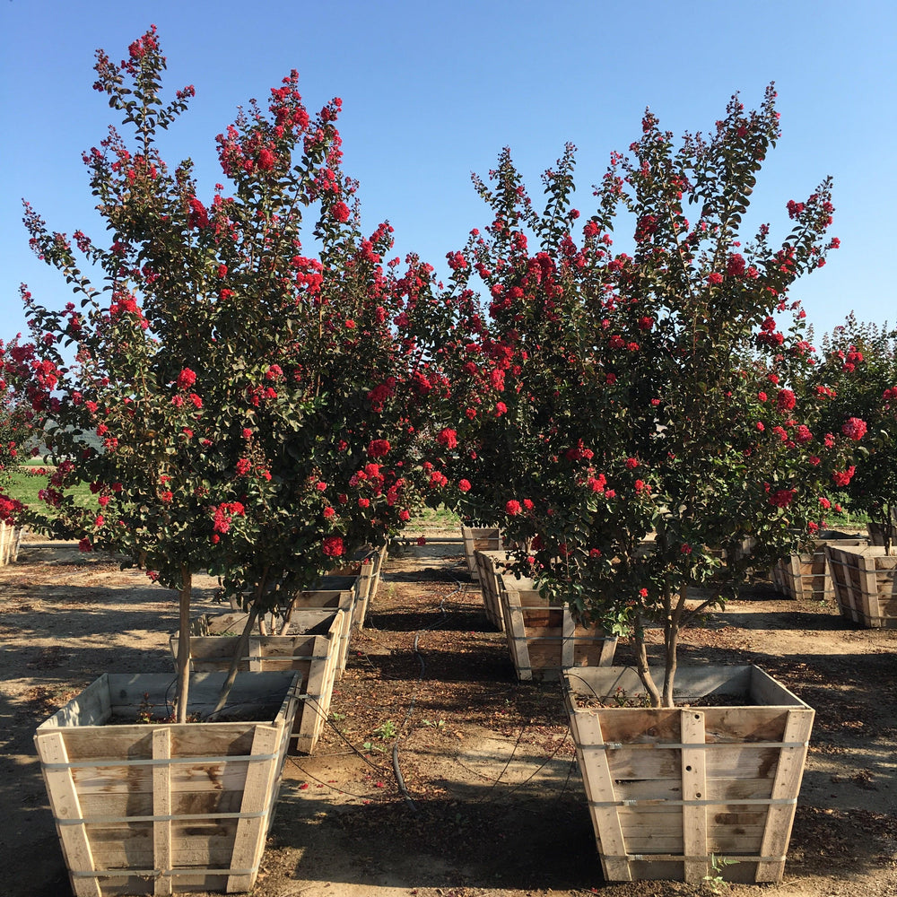 
                      
                        Red Crape Myrtle (Lagerstroemia indica x fauriei ‘Arapaho’)
                      
                    