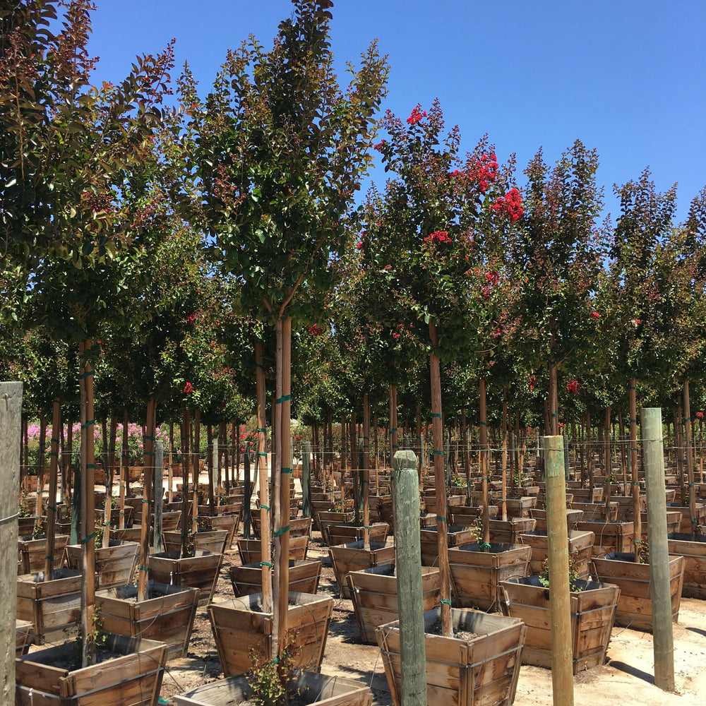 
                      
                        Red Crape Myrtle (Lagerstroemia indica x fauriei ‘Arapaho’)
                      
                    