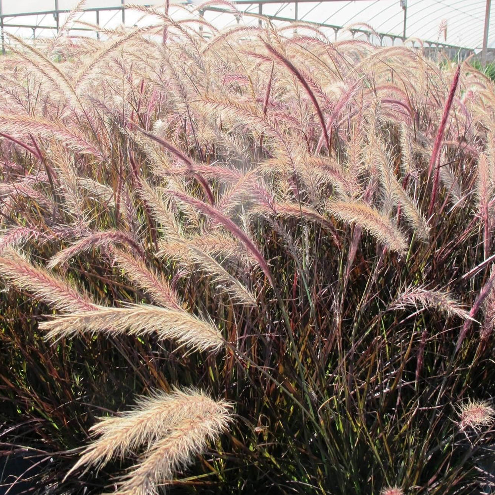 Red Fountain Grass (Pennisetum setaceum ‘Eaton Canyon’)