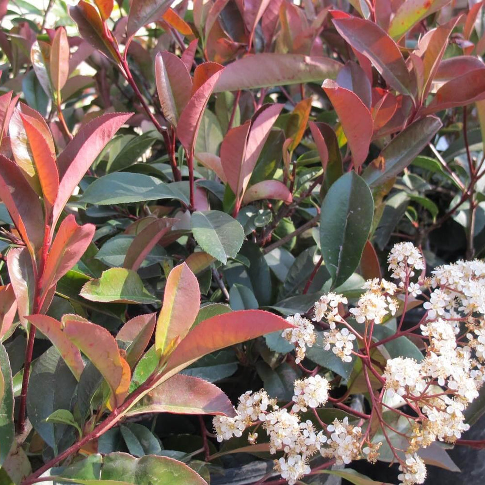 Red-Leaf Photinia (Photinia Fraseri) - Pulled Nursery