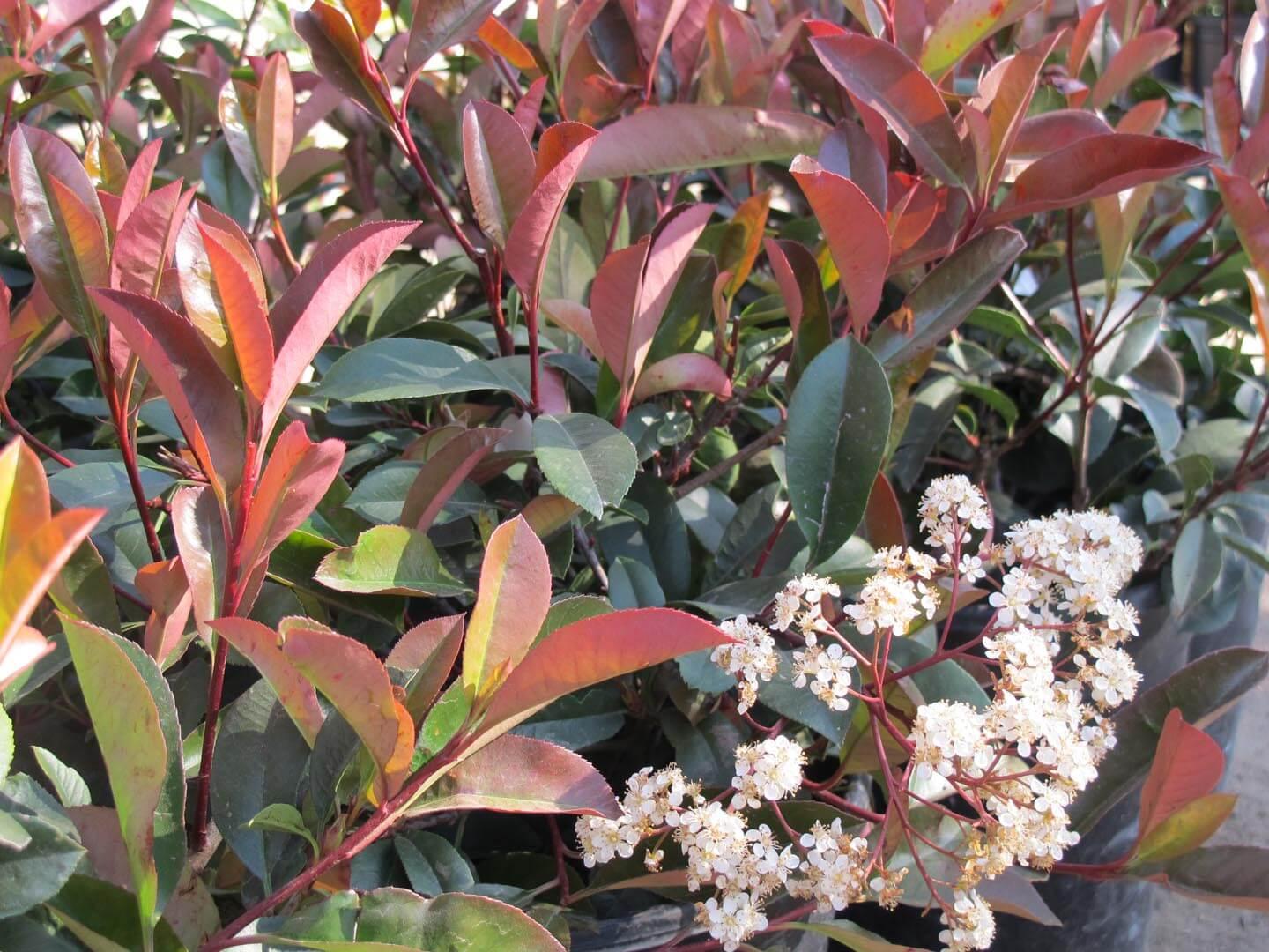 Red-Leaf Photinia (Photinia Fraseri) - Pulled Nursery