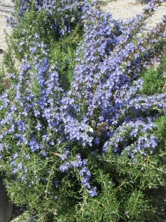 
                      
                        Rosemary (Rosmarinus Officinalis ‘Tuscan Blue’)
                      
                    