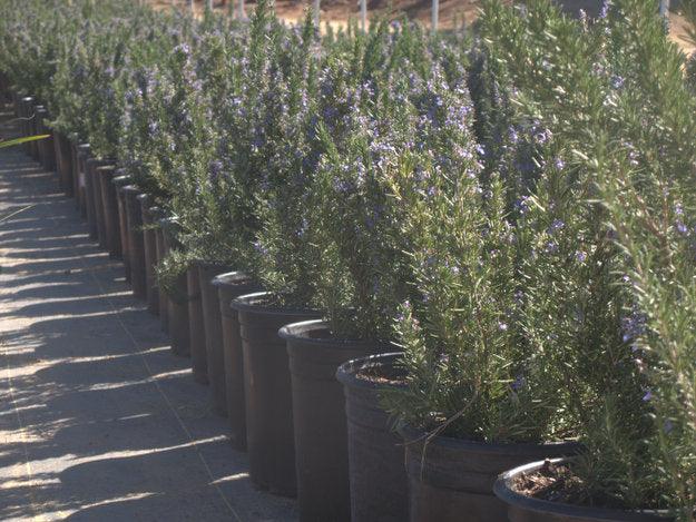 Rosemary (Rosmarinus Officinalis ‘Tuscan Blue’)