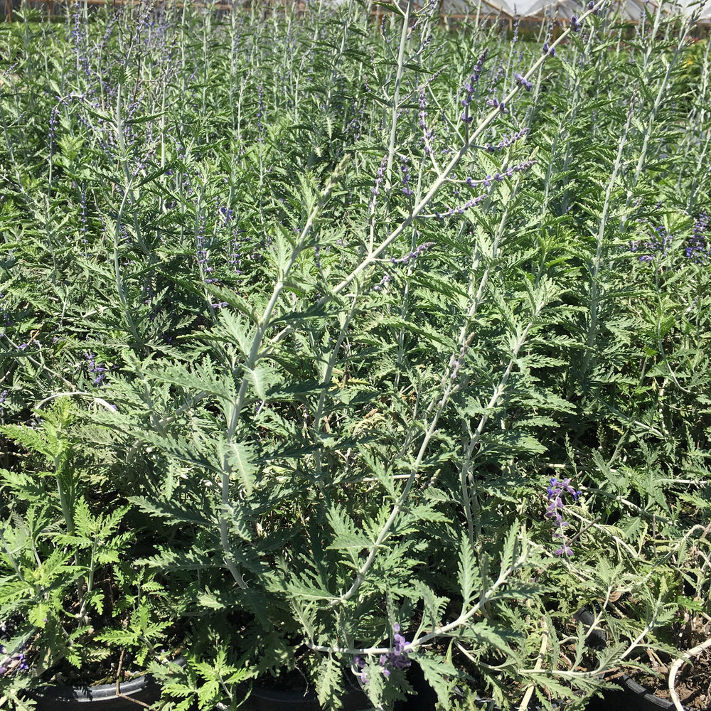 
                      
                        Russian Sage (Perovskia atriplicifolia ‘Blue Spires’)
                      
                    