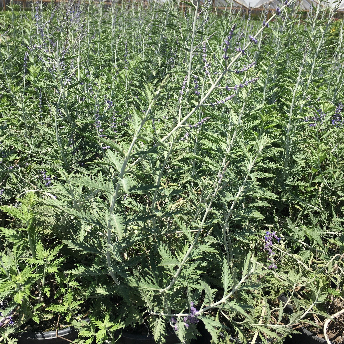 Russian Sage (Perovskia atriplicifolia ‘Blue Spires’)