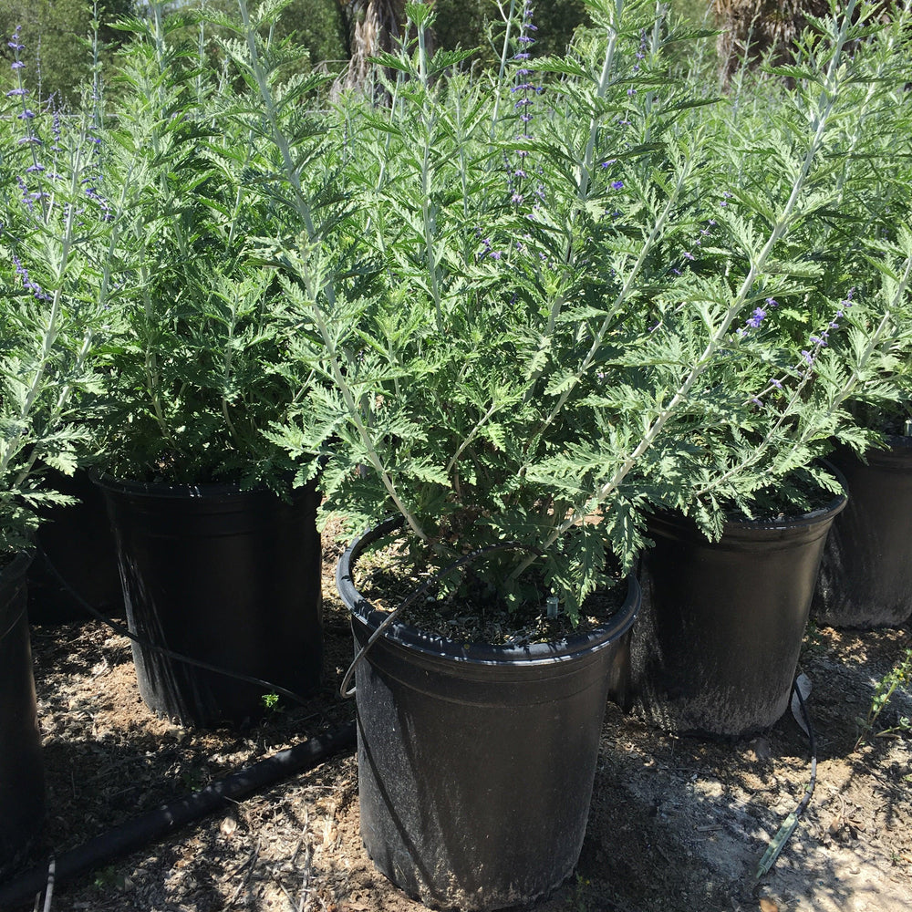 Russian Sage (Perovskia atriplicifolia ‘Blue Spires’)