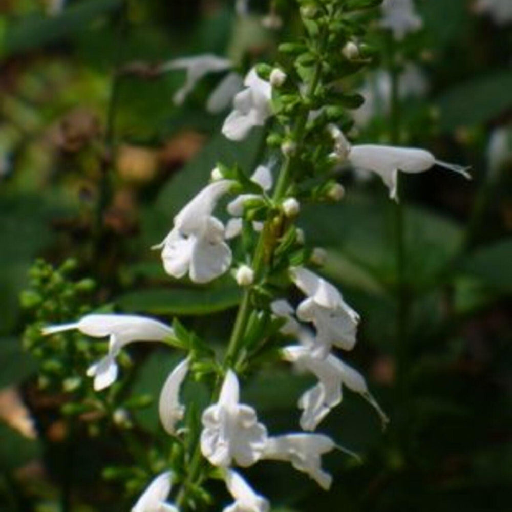 Salvia Coccinea 'Hummingbird White' - Pulled Nursery