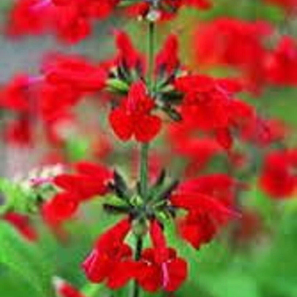 Salvia Coccinea 'Summer Jewel Red' - Pulled Nursery