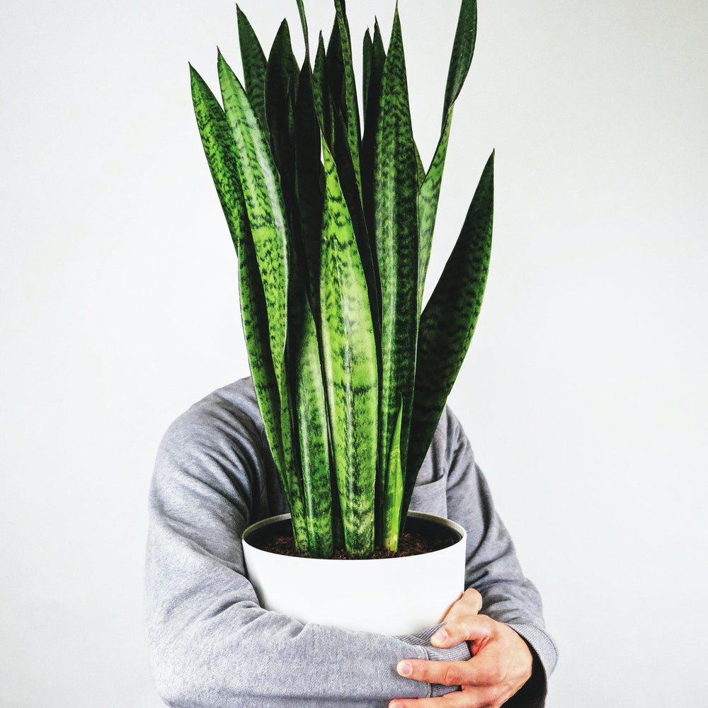 
                      
                        Sansevieria - Pulled Nursery
                      
                    