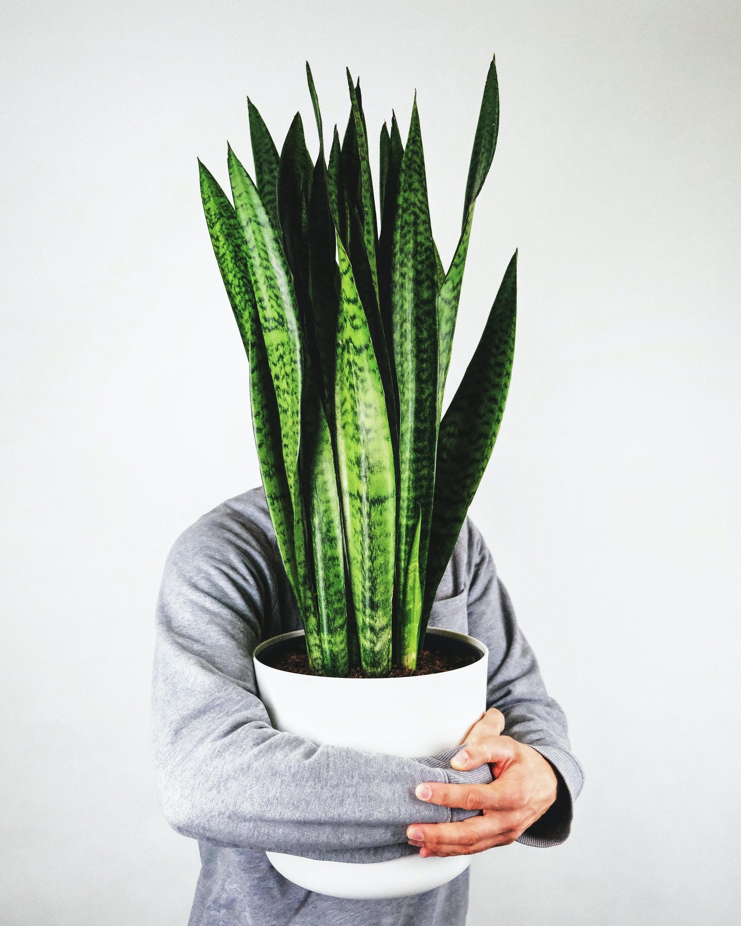 Sansevieria - Pulled Nursery