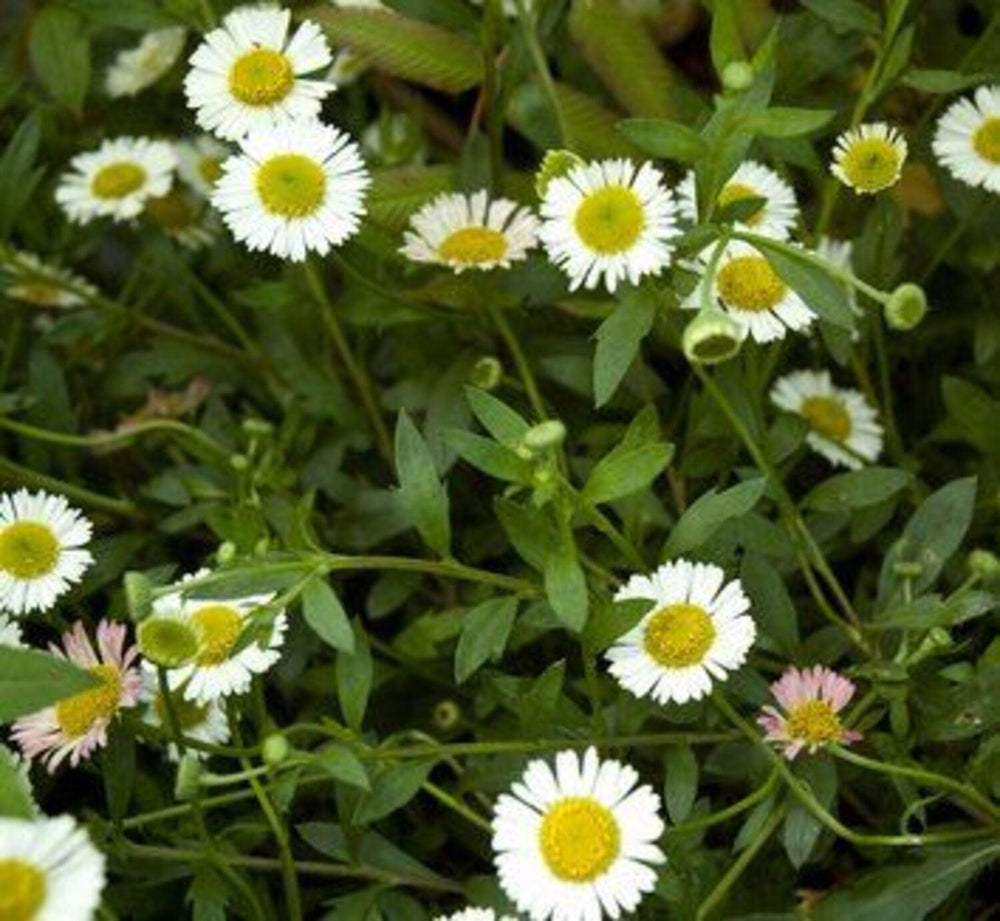 Santa Barbara Daisy (Erigeron Karvinskianus)