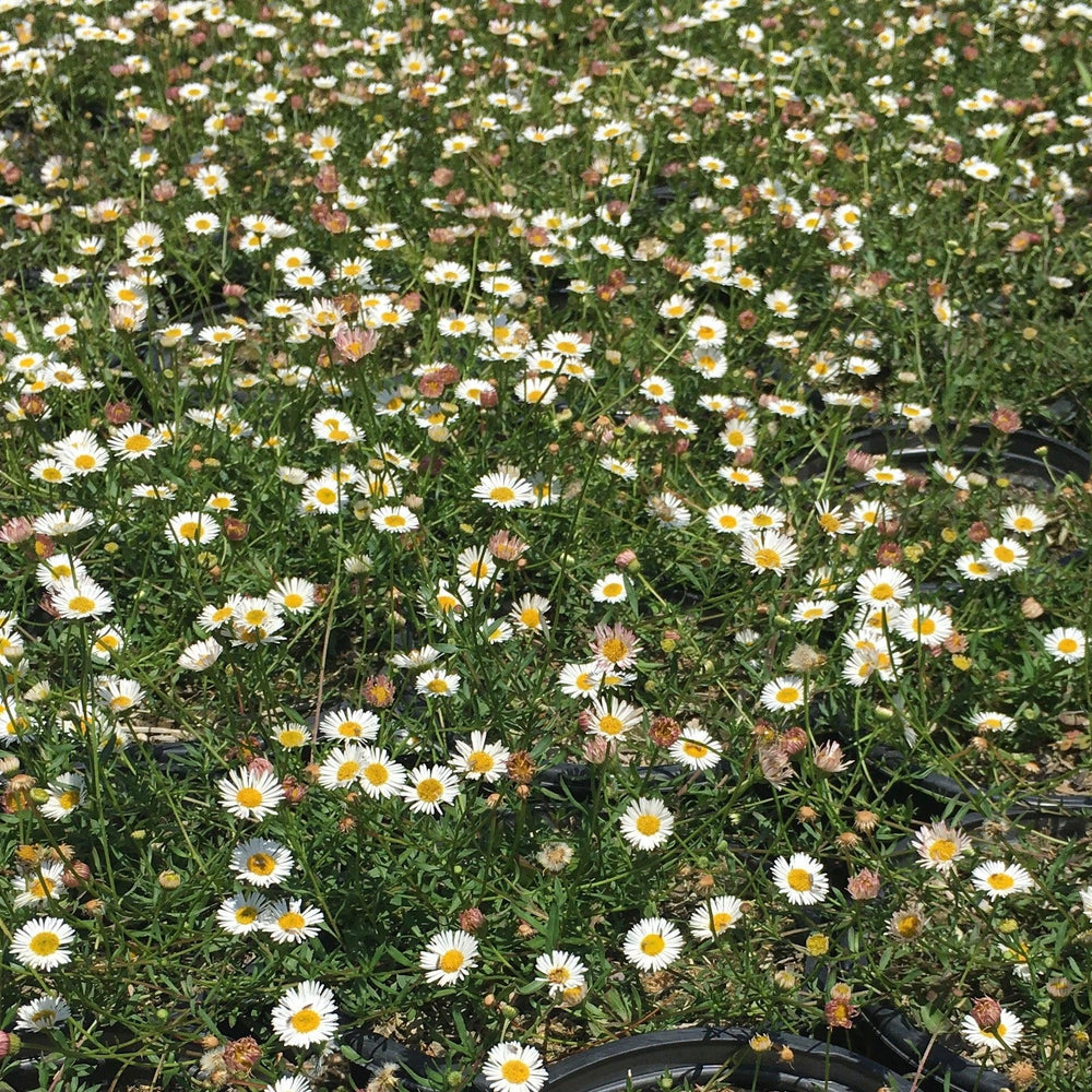 Santa Barbara Daisy - Pulled Nursery