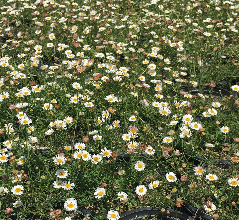 Santa Barbara Daisy - Pulled Nursery