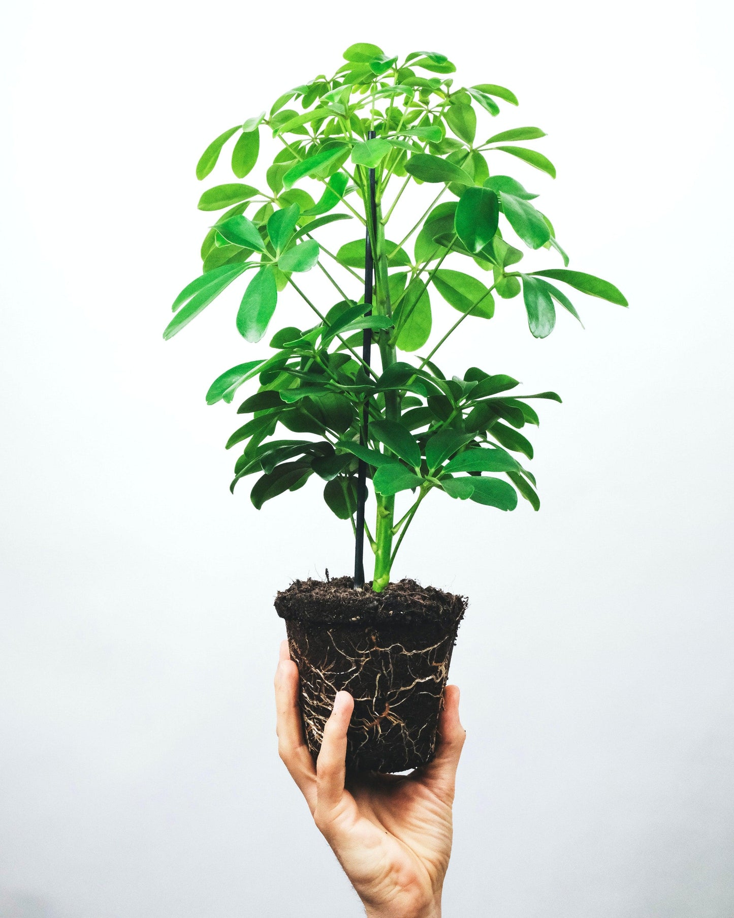 planta schefflera arboricola Schefflera Arboricola – Yardwork