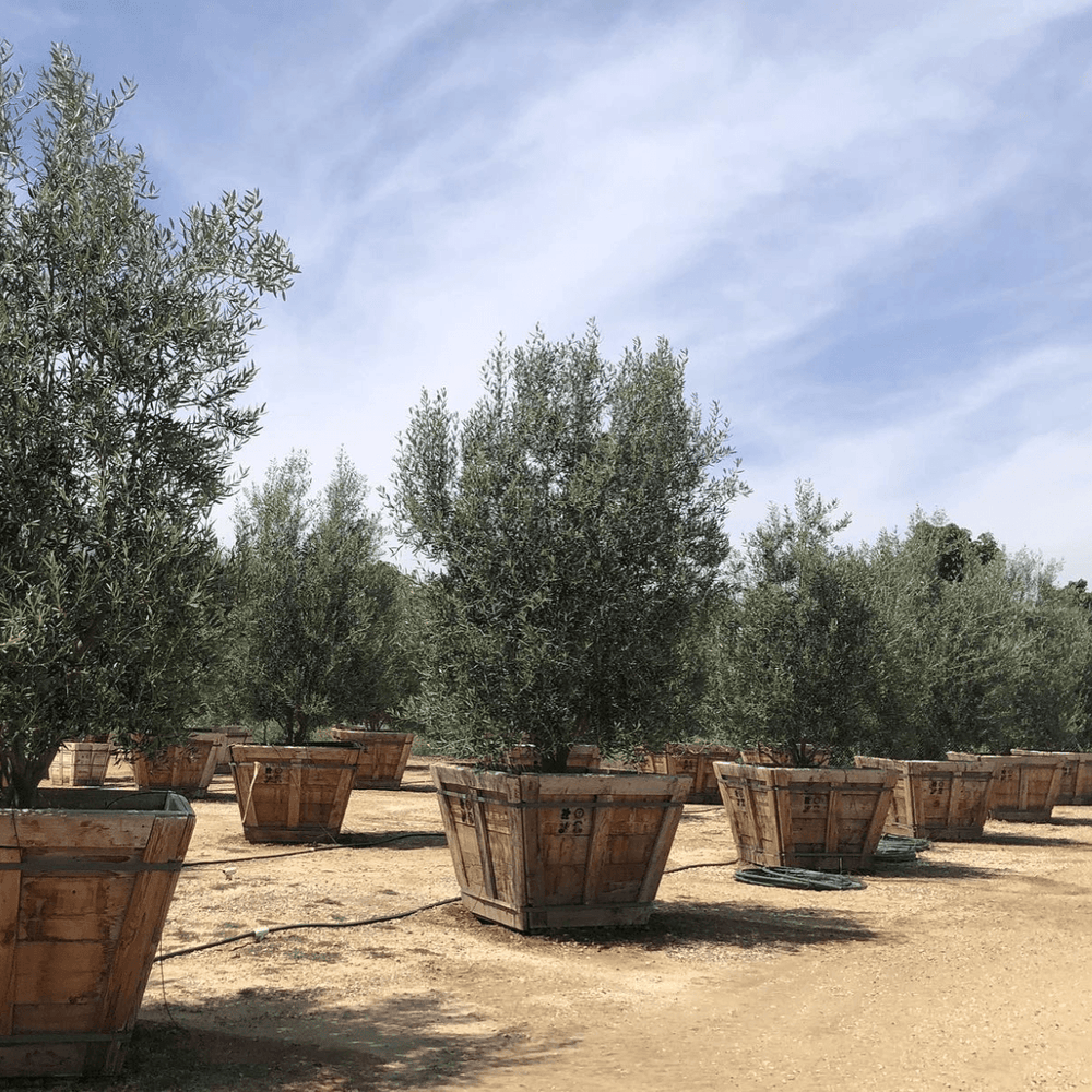 Semi Fruitless Olive Tree - Olea Europaea ‘Wilsonii’ - Pulled Nursery