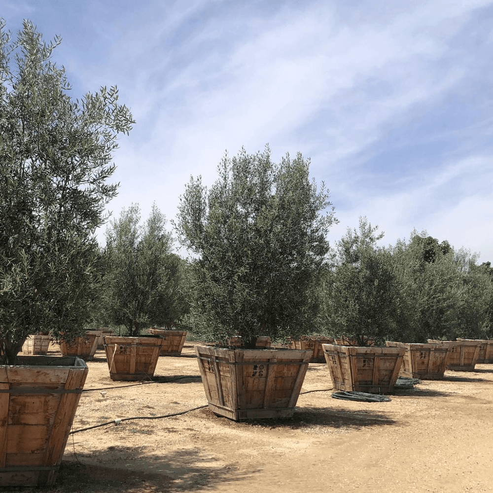 
                      
                        Semi Fruitless Olive Tree - Olea Europaea ‘Wilsonii’ - Pulled Nursery
                      
                    