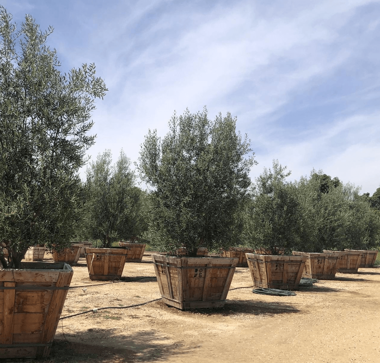 Semi Fruitless Olive Tree - Olea Europaea ‘Wilsonii’ - Pulled Nursery