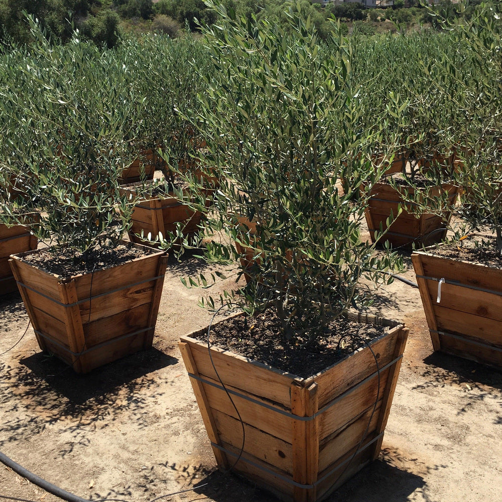 Wilson Olive (Olea Europaea ‘Wilsonii’)