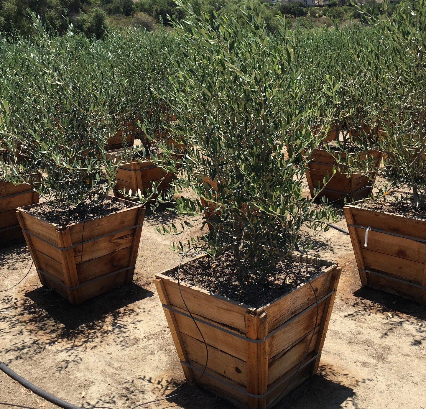 Wilson Olive (Olea Europaea ‘Wilsonii’)