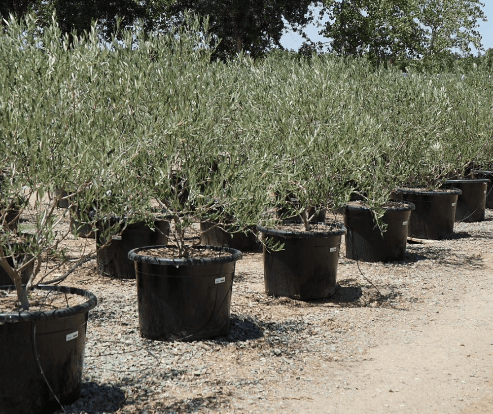 
                      
                        Semi Fruitless Olive Tree - Olea Europaea ‘Wilsonii’ - Pulled Nursery
                      
                    