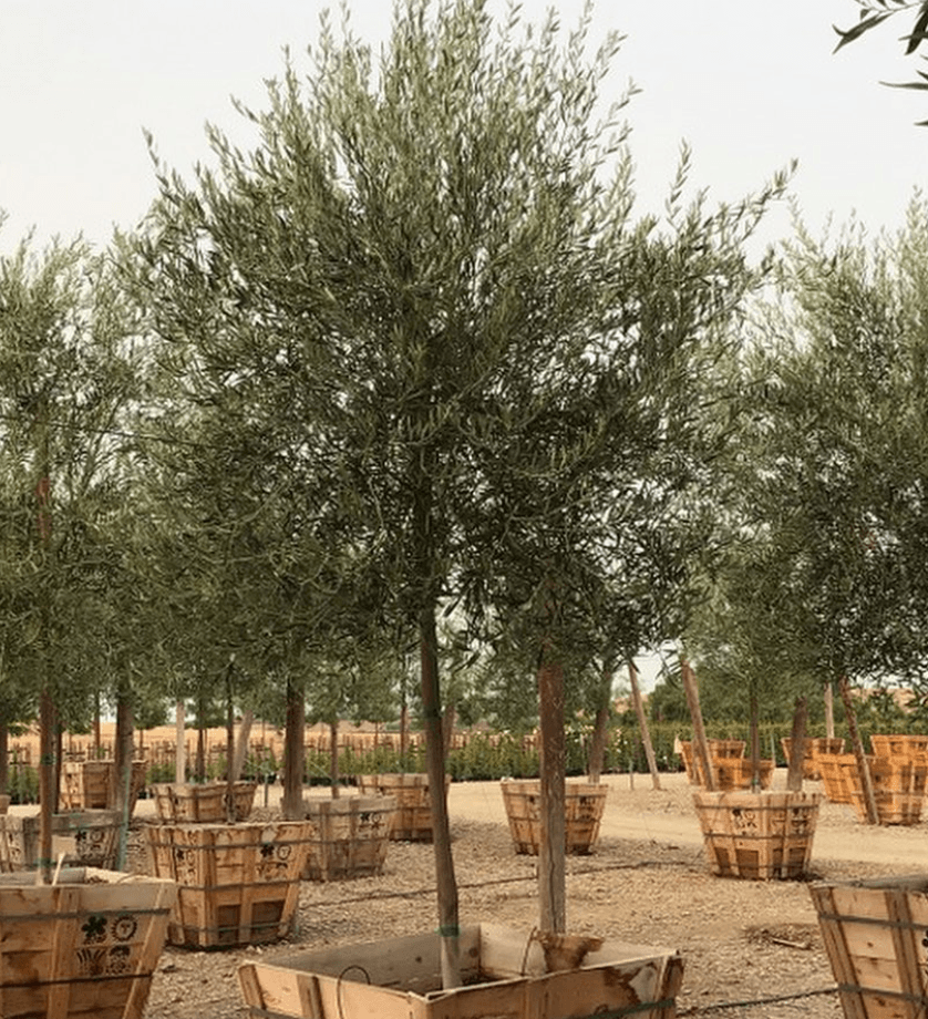 
                      
                        Semi Fruitless Olive Tree - Olea Europaea ‘Wilsonii’ - Pulled Nursery
                      
                    