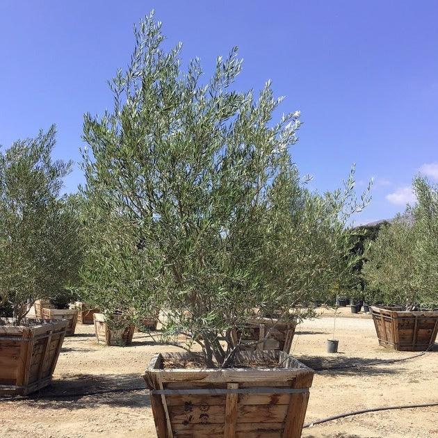 
                      
                        Semi Fruitless Olive Tree - Olea Europaea ‘Wilsonii’ - Pulled Nursery
                      
                    