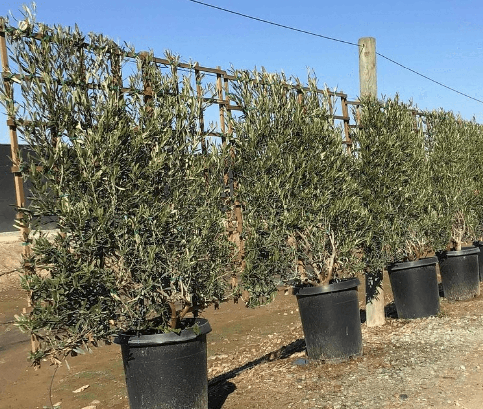 
                      
                        Semi Fruitless Olive Tree - Olea Europaea ‘Wilsonii’ - Pulled Nursery
                      
                    