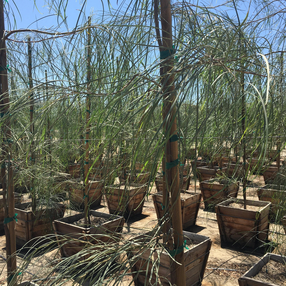 Shoestring Acacia (Acacia Stenophylla) - Pulled Nursery