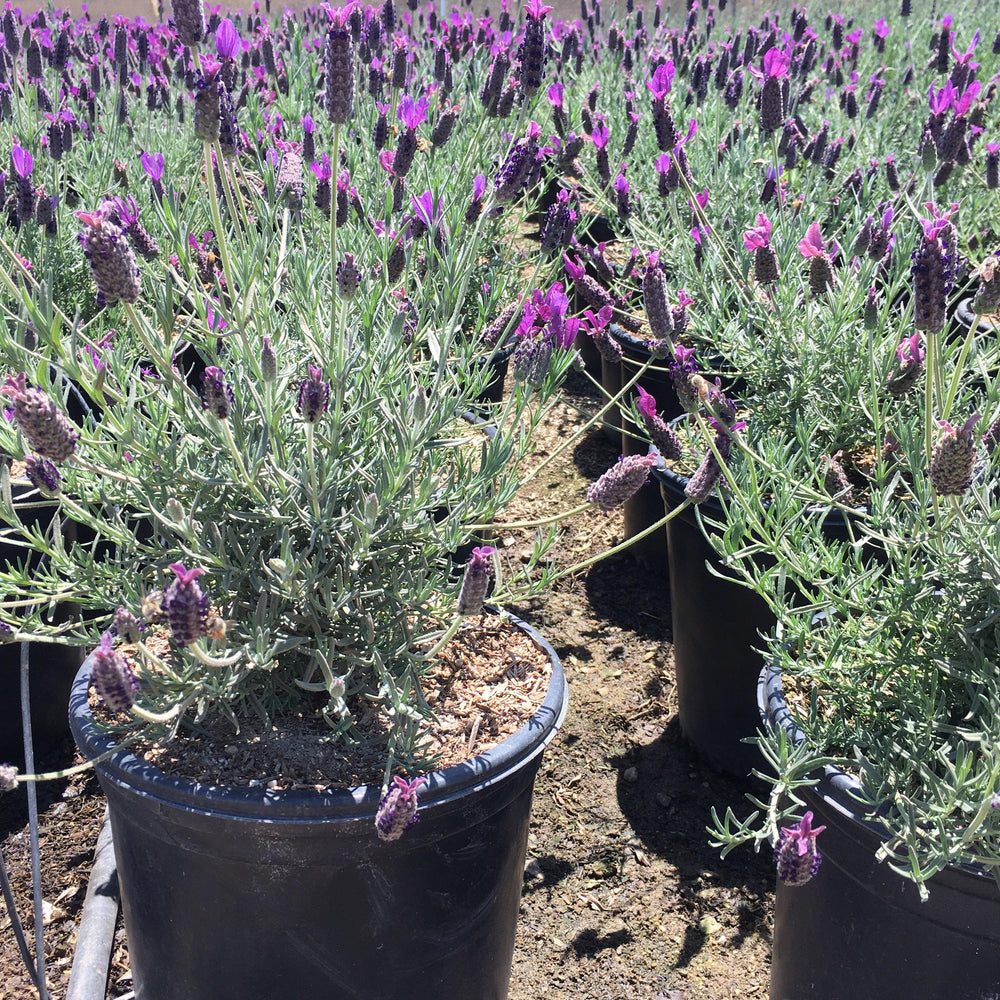 
                      
                        Spanish Lavender (Lavandula Stoechas ‘Otto Quast’)
                      
                    