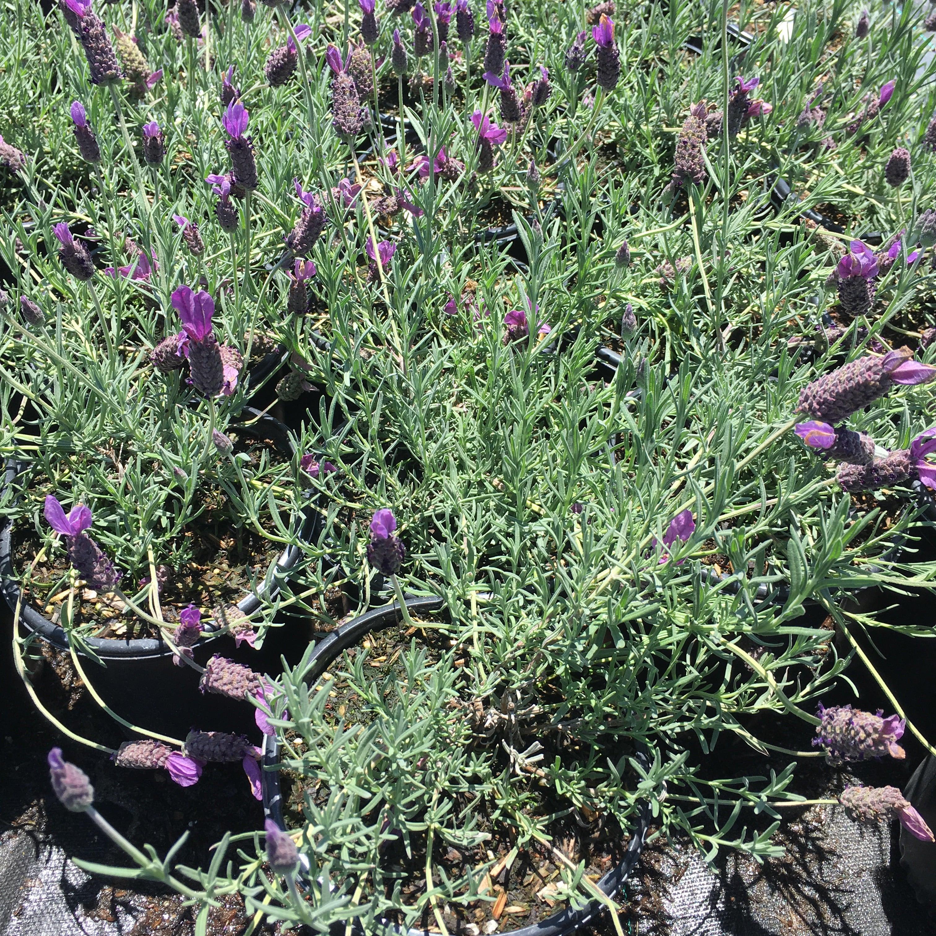 Spanish Lavender (Lavandula Stoechas 'Otto Quast') – Yardwork