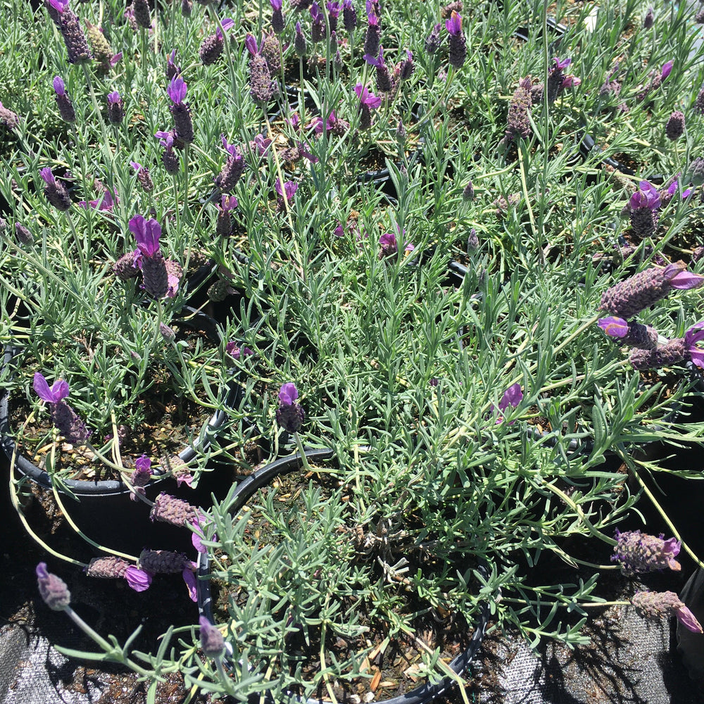 
                      
                        Spanish Lavender (Lavandula Stoechas ‘Otto Quast’)
                      
                    