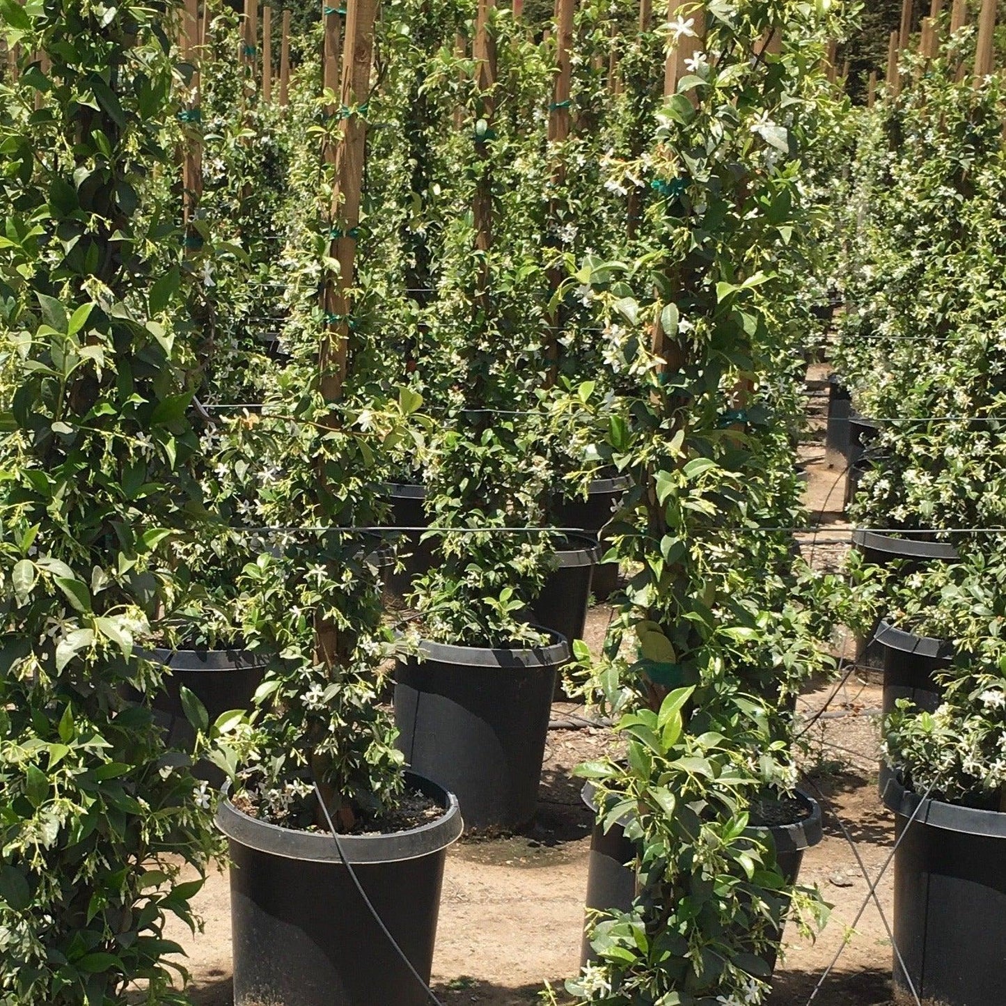trellis indoor jasmine plant Star Jasmine (Trachelospermum Jasminoides) – Yardwork