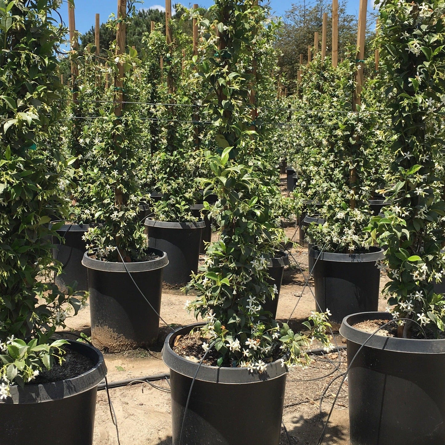 indoor jasmine plant for sale Star Jasmine (Trachelospermum Jasminoides)