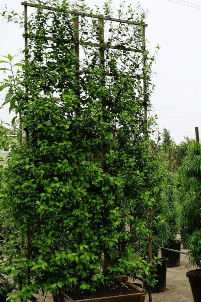 
                      
                        Star Jasmine (Trachelospermum Jasminoides) - Pulled Nursery
                      
                    