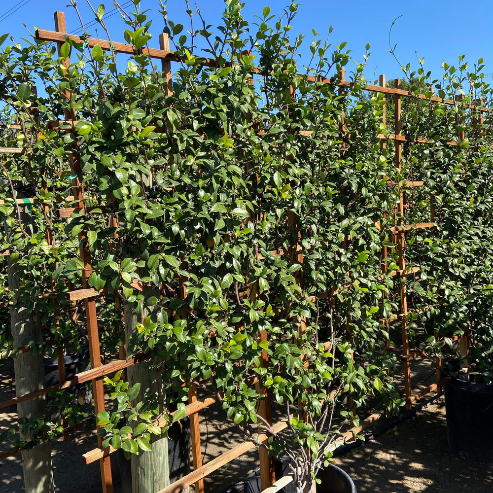 
                      
                        Star Jasmine (Trachelospermum Jasminoides) - Pulled Nursery
                      
                    