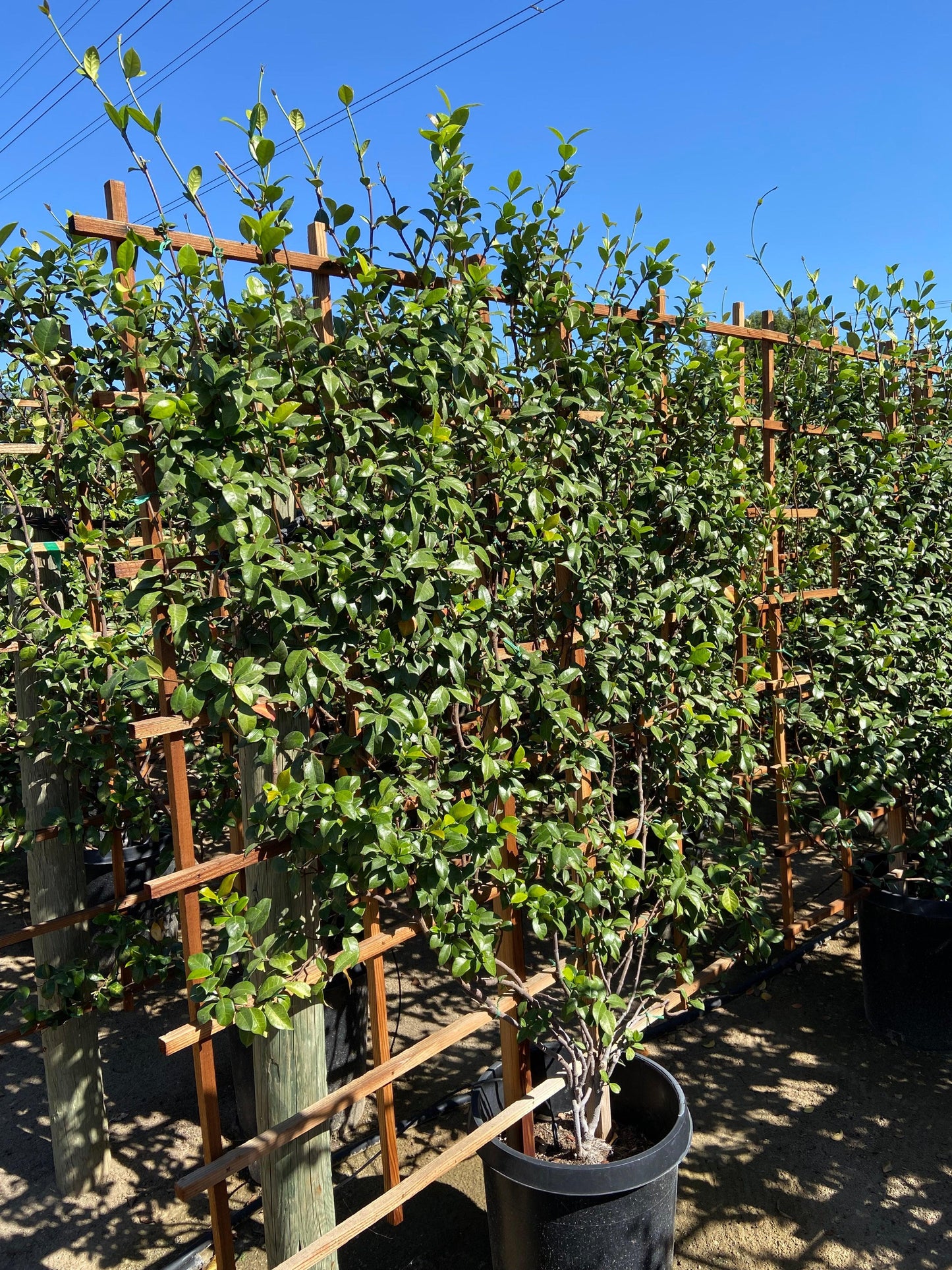 trellis indoor jasmine plant Star Jasmine (Trachelospermum Jasminoides) – Yardwork