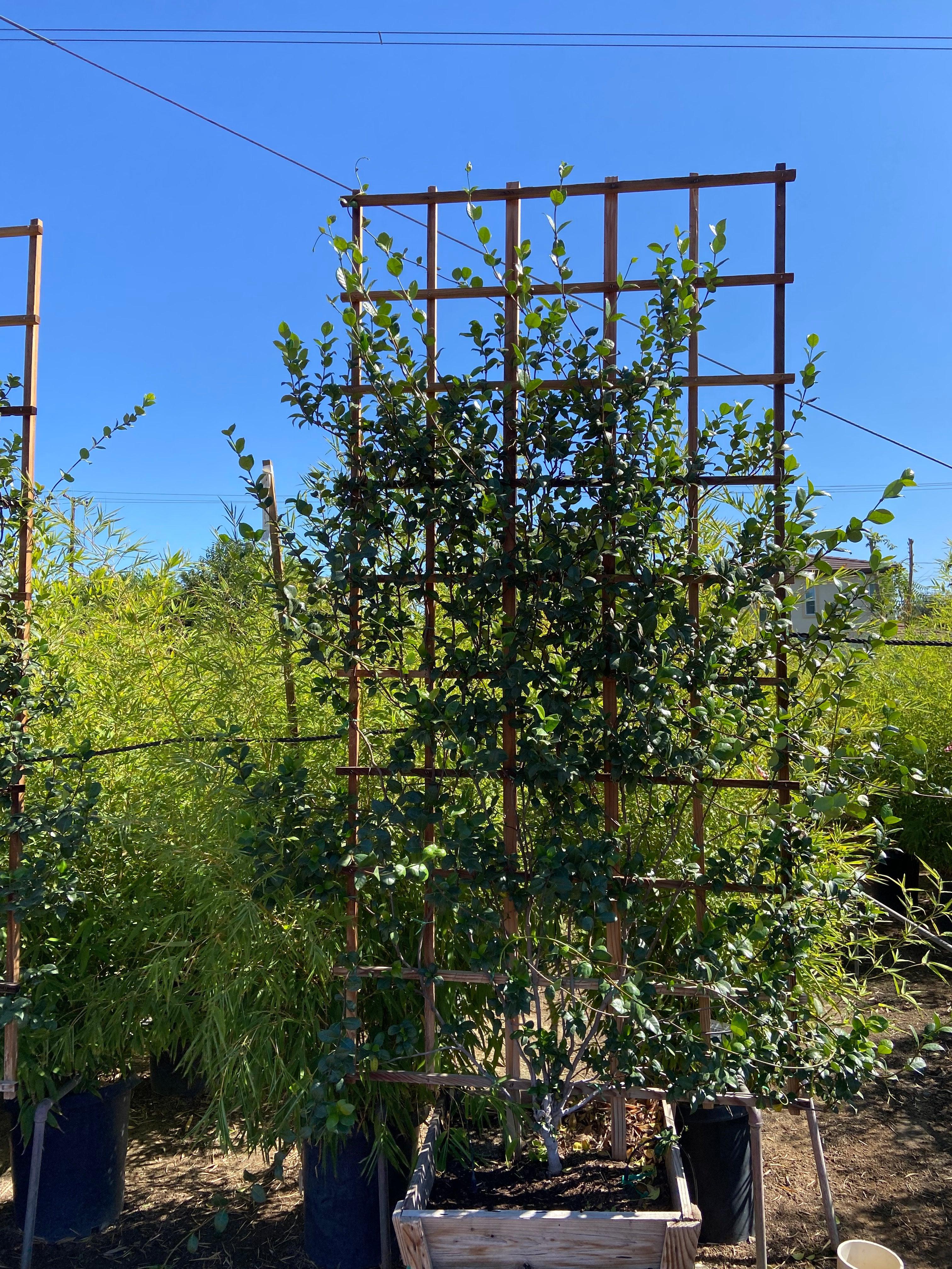 Star Jasmine (Trachelospermum Jasminoides) – Yardwork