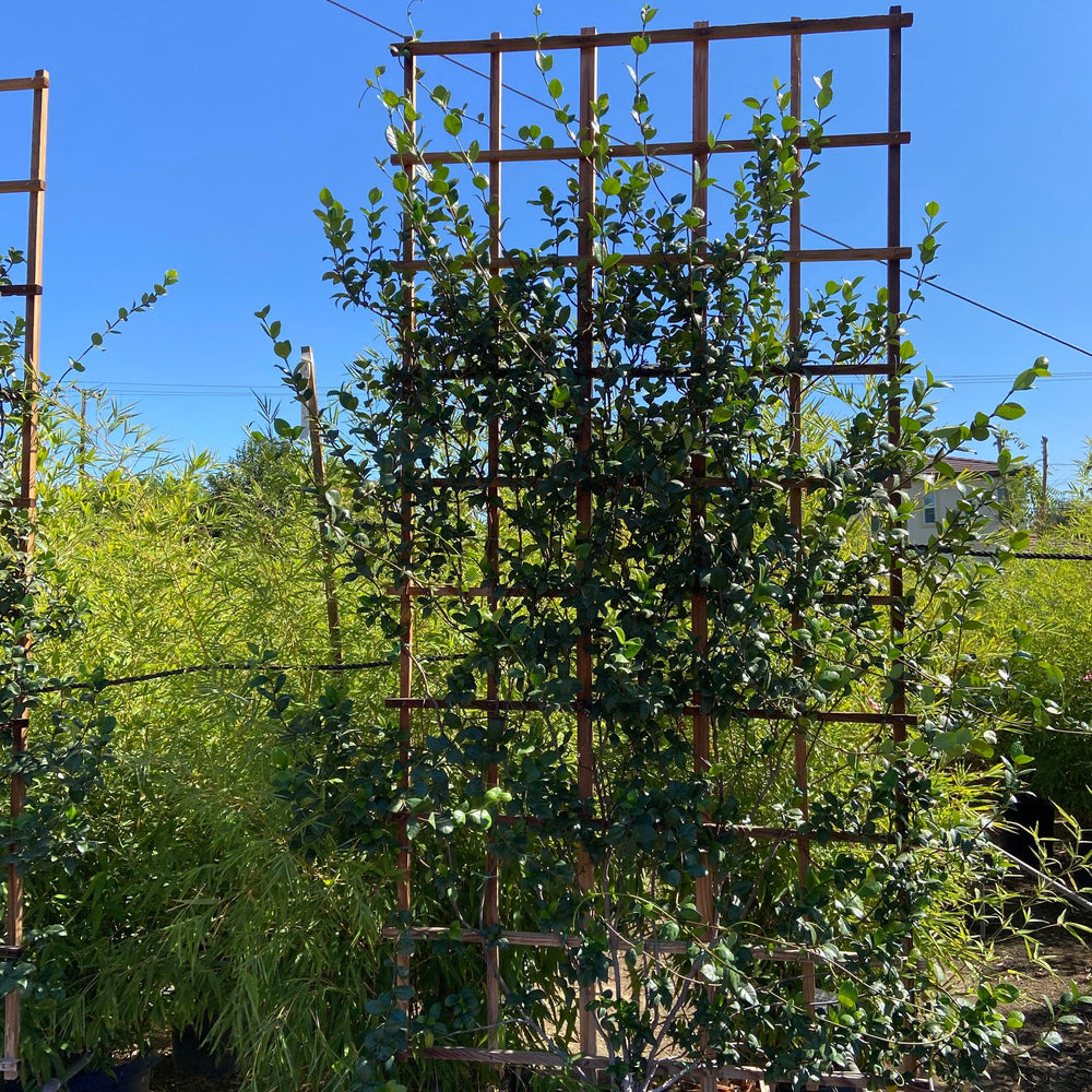 
                      
                        Star Jasmine (Trachelospermum Jasminoides) - Pulled Nursery
                      
                    