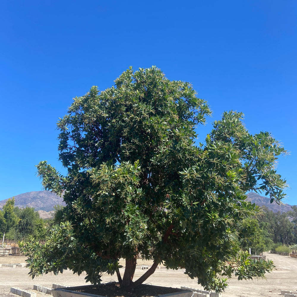 
                      
                        Strawberry Tree (Arbutus ‘Marina’) - Pulled Nursery
                      
                    