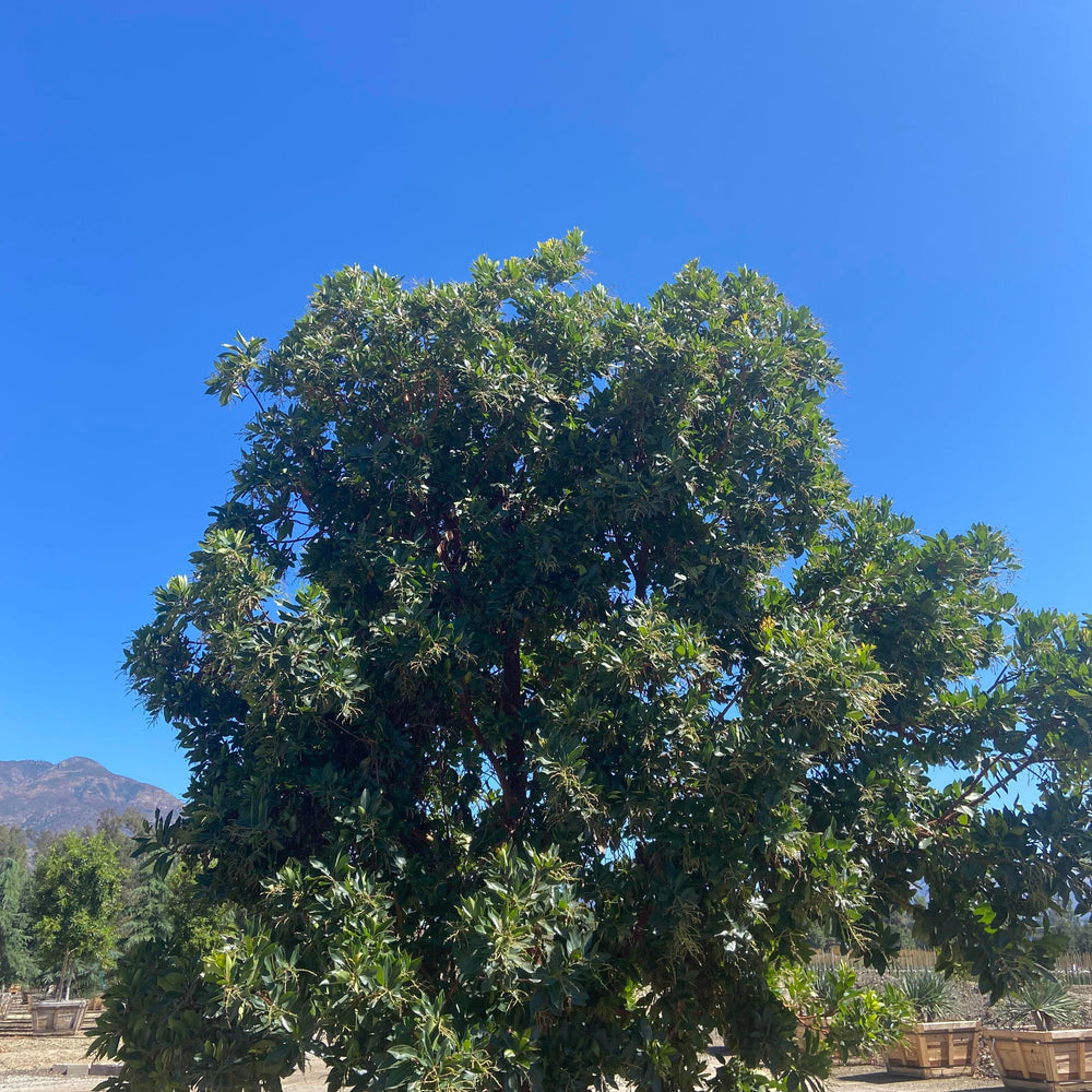 
                      
                        Strawberry Tree (Arbutus ‘Marina’) - Pulled Nursery
                      
                    