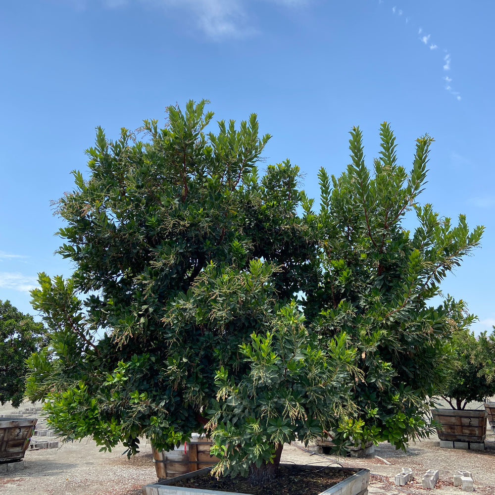 Strawberry Tree (Arbutus ‘Marina’) - Pulled Nursery