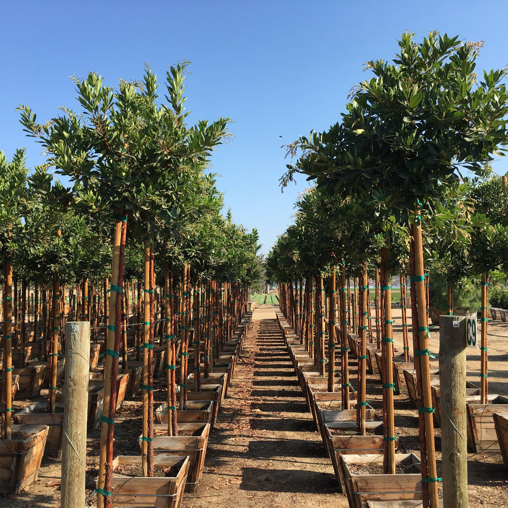 
                      
                        Strawberry Tree (Arbutus ‘Marina’)
                      
                    