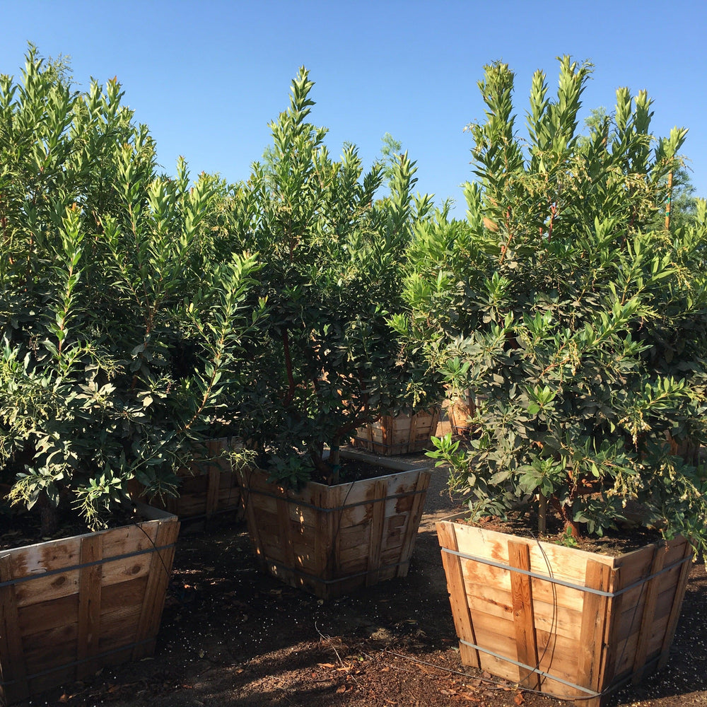 
                      
                        Strawberry Tree (Arbutus ‘Marina’)
                      
                    