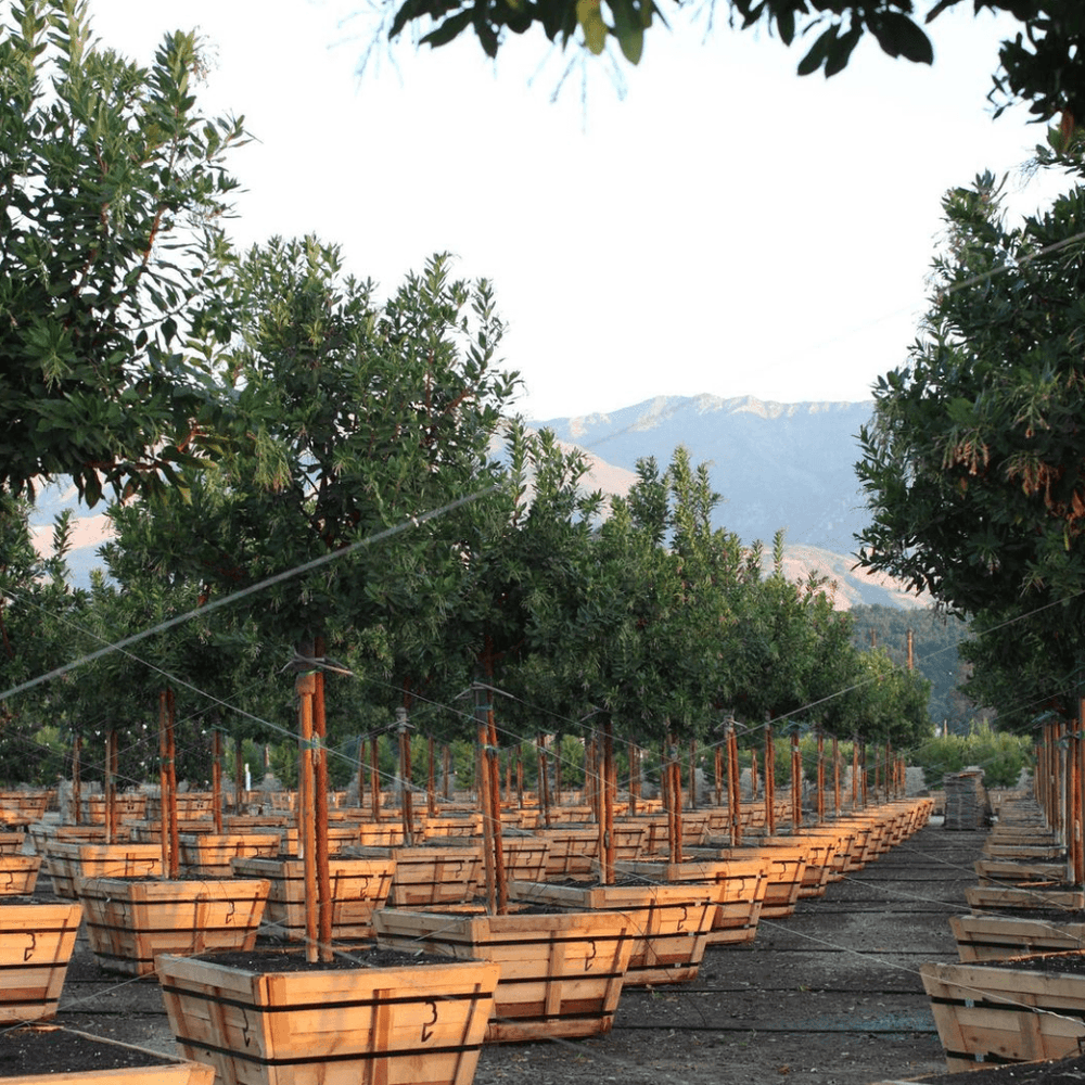 
                      
                        Strawberry Tree (Arbutus ‘Marina’) - Pulled Nursery
                      
                    