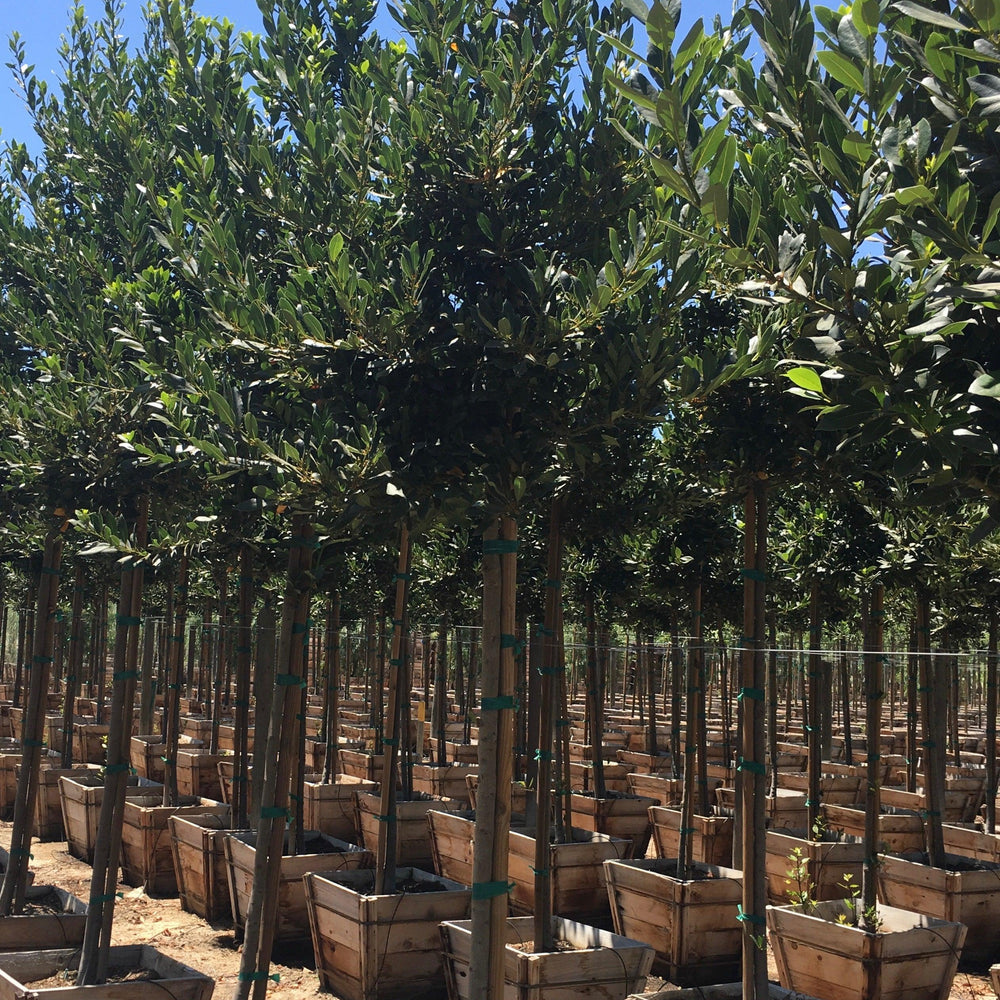 
                      
                        Sweet Bay Laurel (Laurus Nobilis) - Pulled Nursery
                      
                    