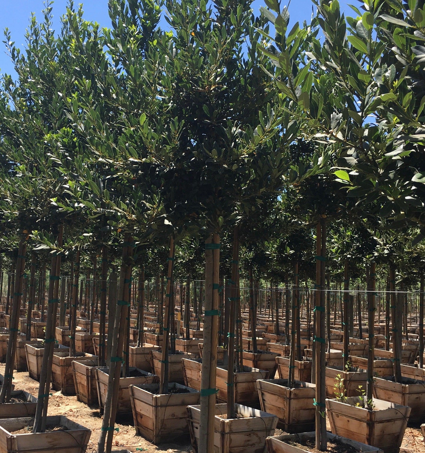 Sweet Bay Laurel (Laurus Nobilis) - Pulled Nursery