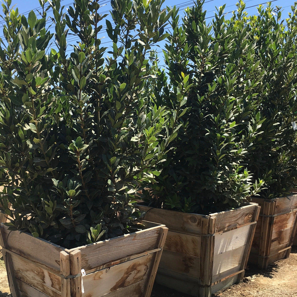 Sweet Bay Laurel (Laurus Nobilis) - Pulled Nursery