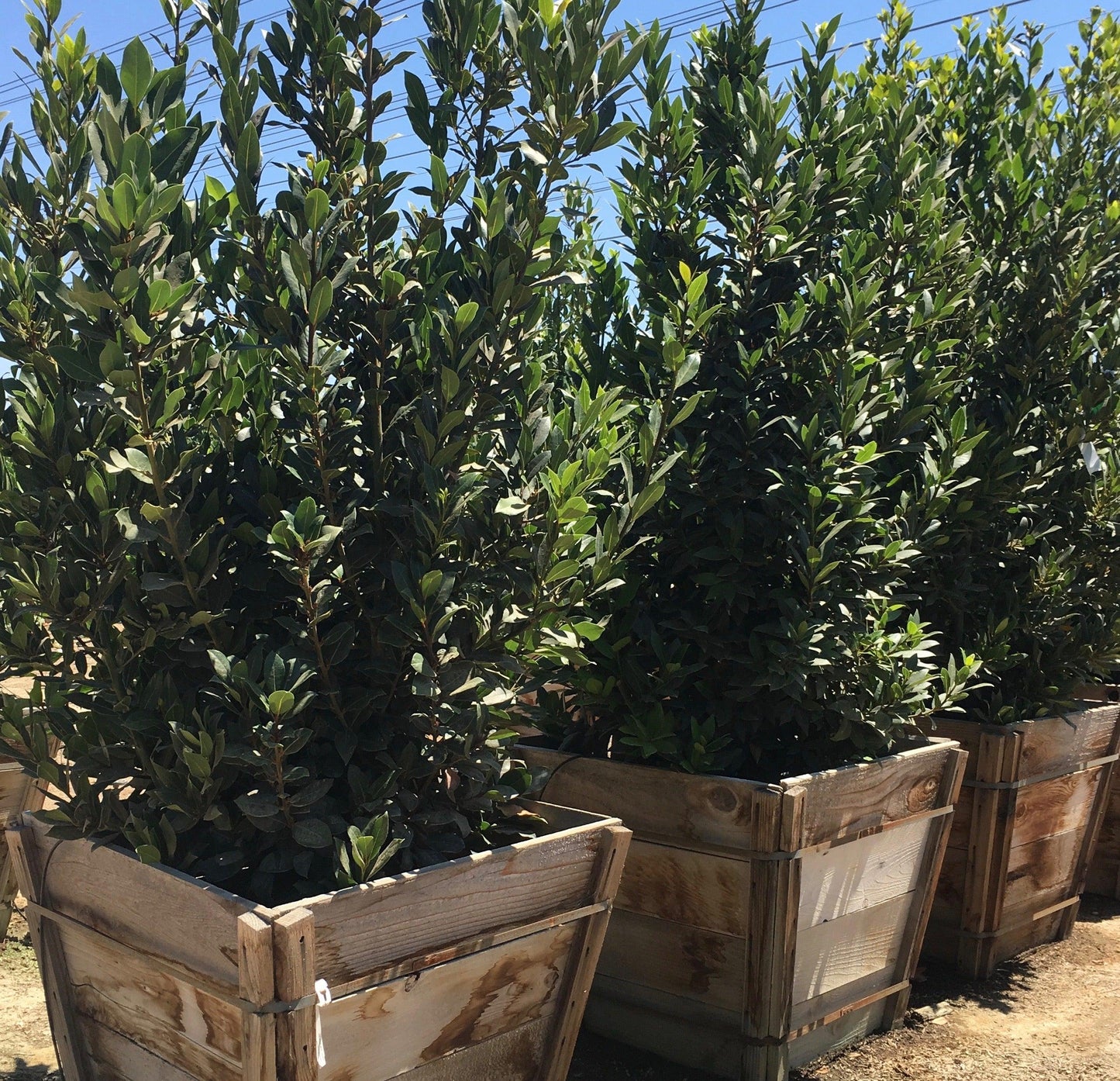 Sweet Bay Laurel (Laurus Nobilis) - Pulled Nursery